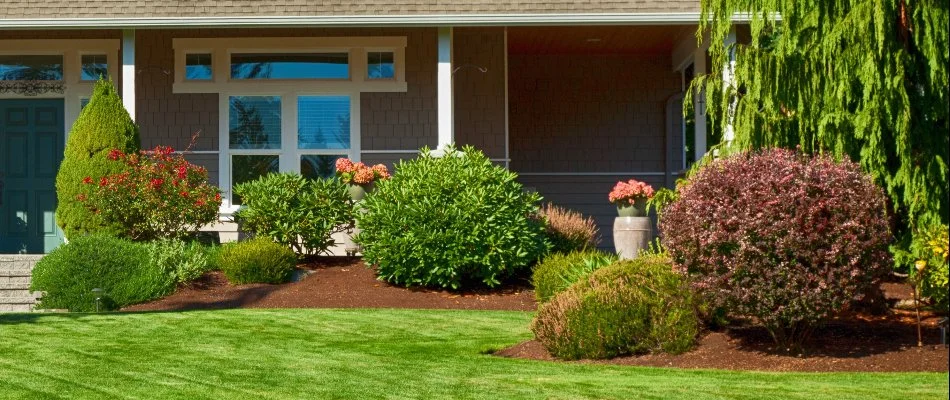 Shrubs in front of a house in Ann Arbor, MI.