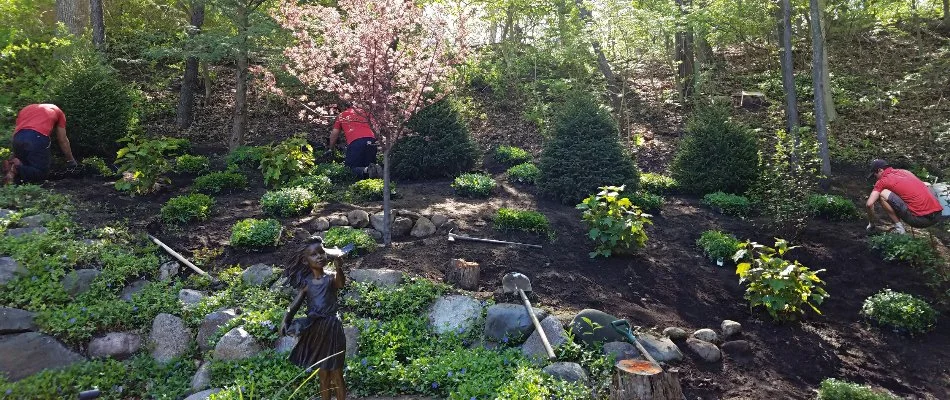 Gardeners planting shrubs and trees on a landscaped hillside in Saline, MI.