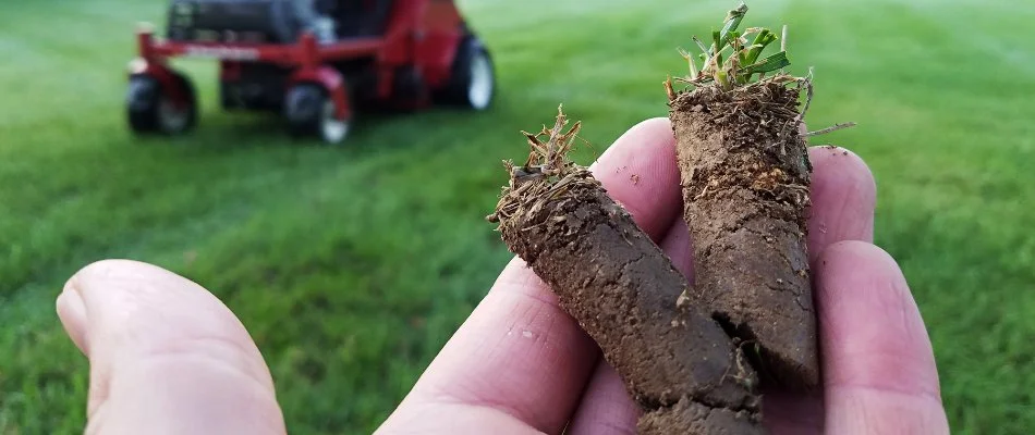 Soil plugs in Ann Arbor, MI, from core aeration.