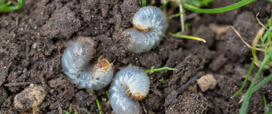 Three white grubs on soil in Ann Arbor, MI.