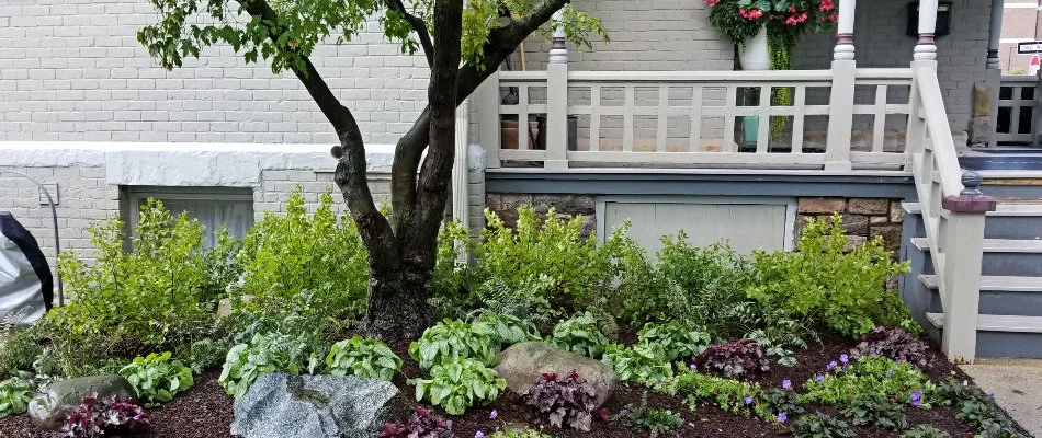 Tree and plants in a landscape bed in Ann Arbor, MI.