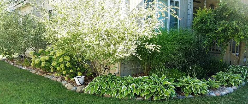 Lush garden with flowering shrubs and hostas in Ypsilanti, MI.