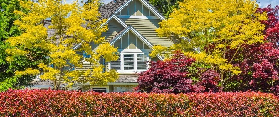 Trees and shrubs in Ann Arbor, MI, with fall foliage.