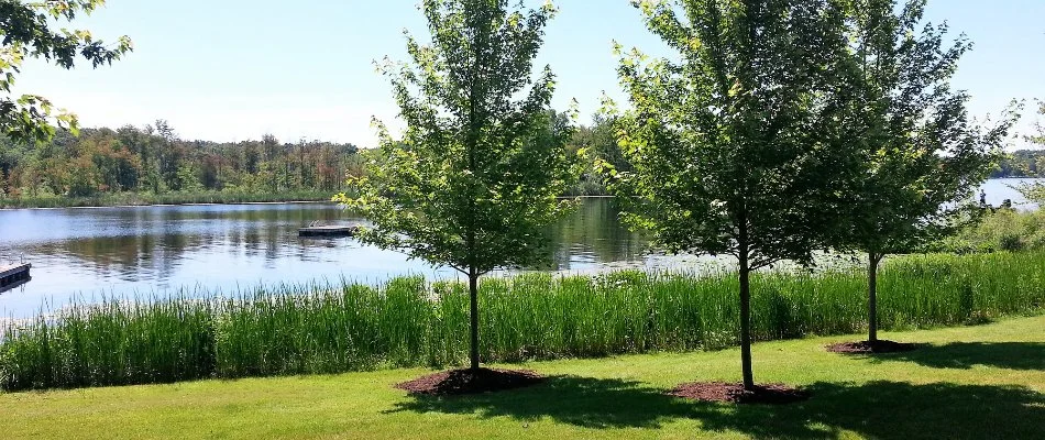 Trees on a lawn in Milan, MI, next to a lake.