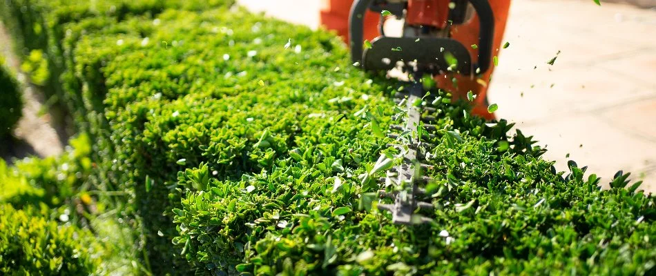 Trimming a shrub in Ann Arbor, MI.