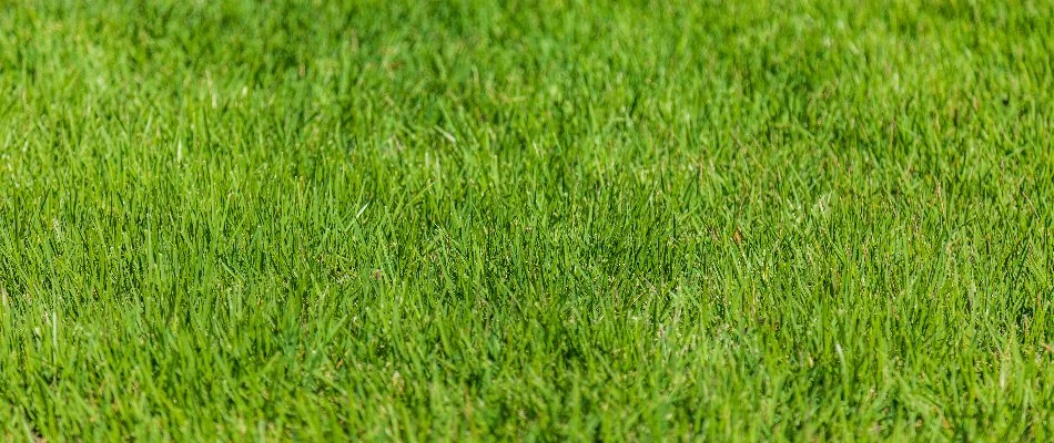 Vibrant, green grass in Ann Arbor, MI.