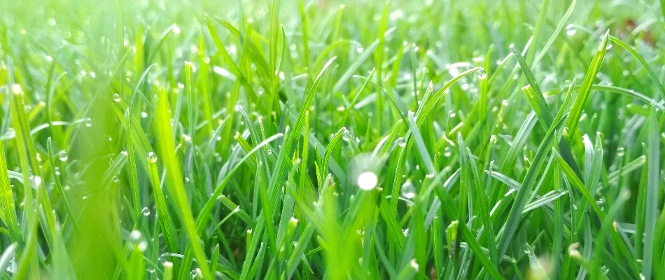 Water droplets on grass blades.