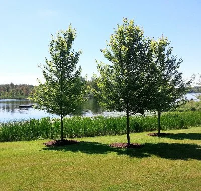 Property with palm trees in Ann Arbor, MI.